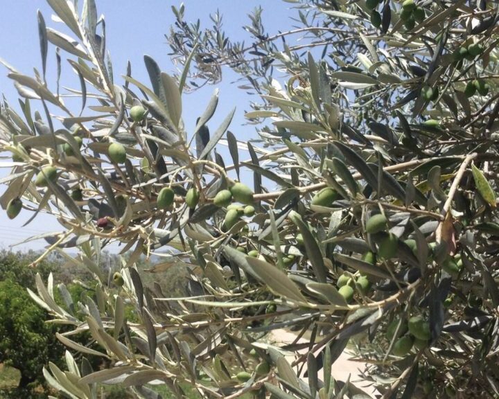 olivo