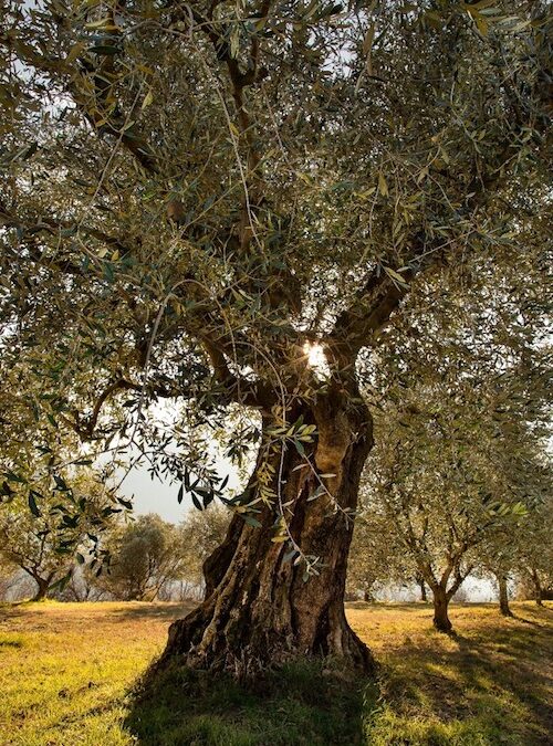 albero di ulivo